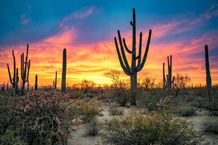 Cacti Forest in Saguaro National Park, Arizona, USA